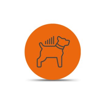 LTE Dog Tracking Plans